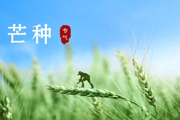 芒种前出生好还是芒种后 2024年芒种出生人的八字