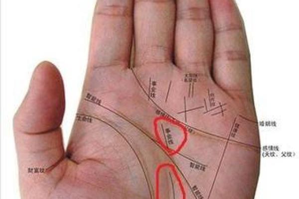 看手相算命：第三课 指头与掌型