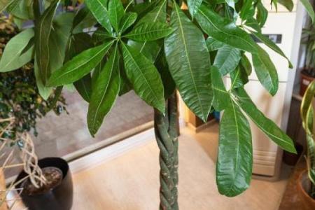 如何通过养植物改善室内风水