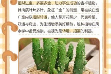 聚财风水_招财手花有什么好处