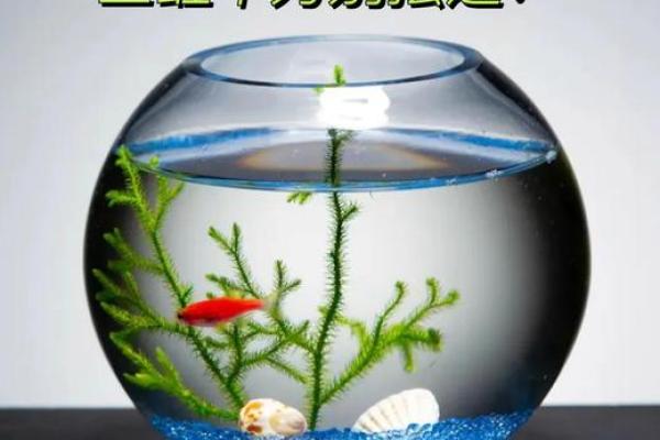风水颜色_养鱼禁忌的颜色
