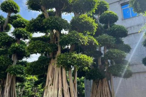 四大镇宅之树 镇宅植物风水