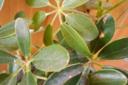 四大镇宅之树 镇宅植物风水