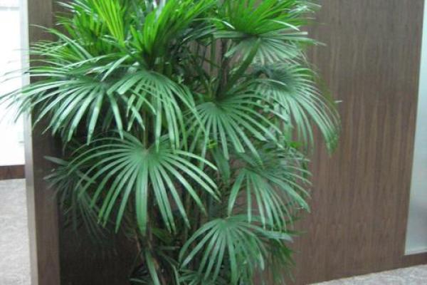 玄关摆放植物有什么风水讲究
