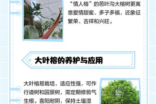 风水的树_大叶榕是吉树还是凶树