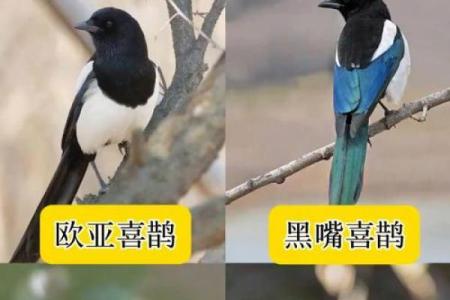 看到喜鹊为什么不吉利风水观点