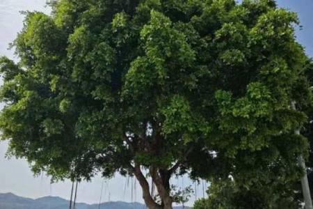 北方庭院十大吉祥之树风水树