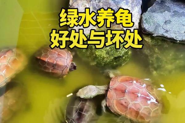 乌龟一般养几只吉利养龟风水养单数还是双数好