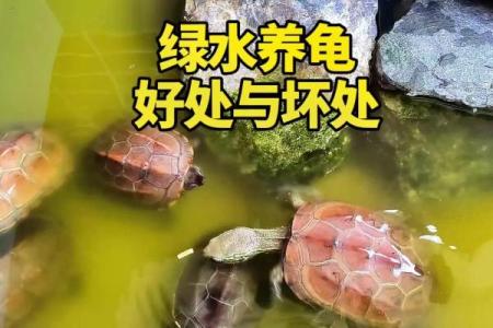 乌龟一般养几只吉利养龟风水养单数还是双数好