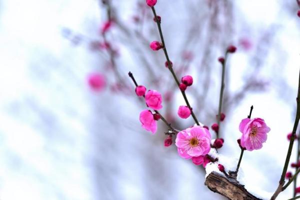 吕祖灵签第三十三签：古人梅花开二度