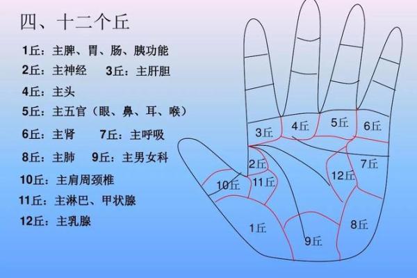 手型算命：兼型手人的性格与命运