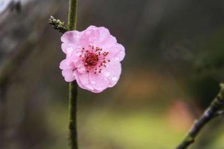吕祖灵签第三十三签：古人梅花开二度