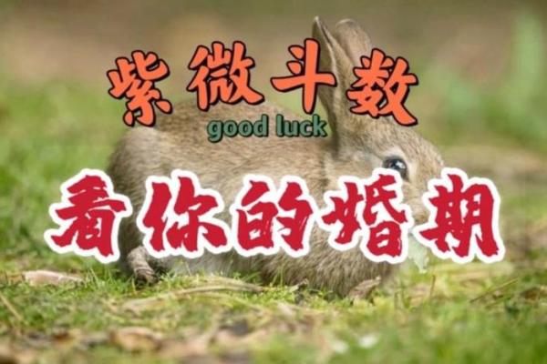 紫薇斗数看婚期案例
