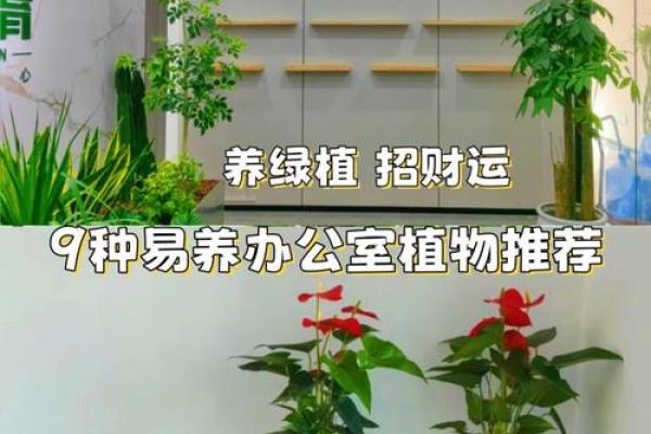 办公室女性招桃花运风水布局 用了桃花运简直不要太好