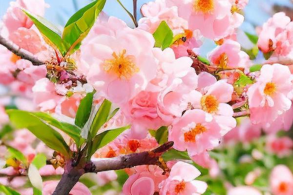 办公室女性招桃花运风水布局 用了桃花运简直不要太好