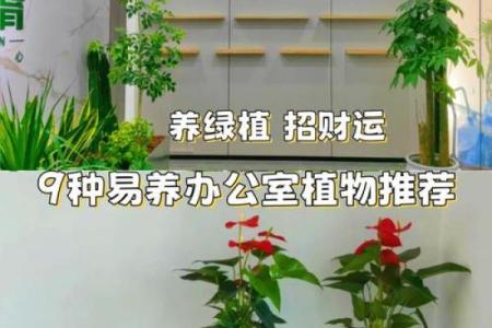 办公室女性招桃花运风水布局 用了桃花运简直不要太好